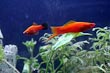 Red Wag Swordtail